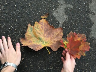 hand and leaf