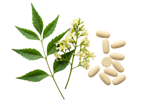 Neem leaves flowers and tablets representing natural herbal medicine and supplements Isolated on transparent background