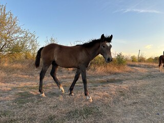 horse and foal