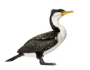 Obraz premium Great crested cormorant bird with dark plumage and hooked beak isolated on white background