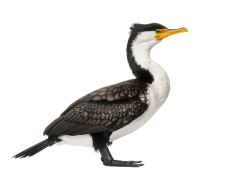 Great crested cormorant bird with dark plumage and hooked beak isolated on white background