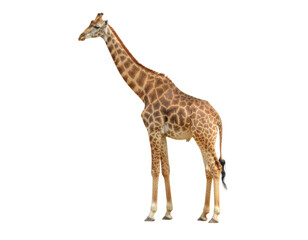 Fototapeta premium Tall giraffe standing with long neck and spotted coat isolated on white background