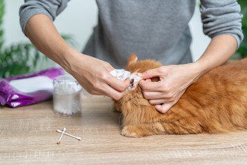 Close up the cat's ears and clean the cat and earwax, Women use wet tissues to clean the cat's ears and use a cotton swab to clean the earwax, Infection prevention, Ginger cats sitting on a table