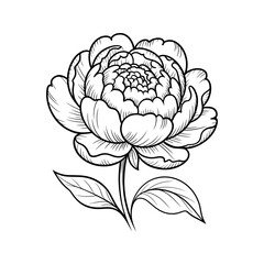 Vector art of a detailed line drawing of a peony flower vector illustration