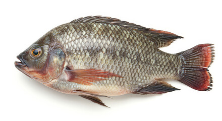 Fototapeta premium Tilapia fish studio shot