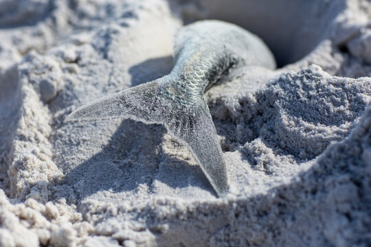 Tail of Australian Salmon in sand on beach
