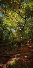 A peaceful forest scene featuring Köpüs Spring beneath a towering beech tree in the Bükk Mountains, Hungary. A perfect harmony of nature, history, and autumn colors.