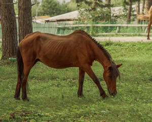 A horse grazes on a lush green meadow in the rays of the evening sun.