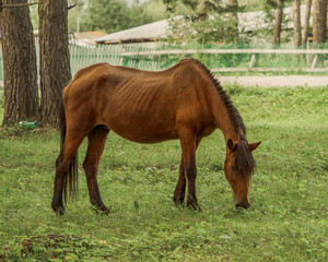 A horse grazes on a lush green meadow in the rays of the evening sun.