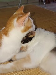 cat