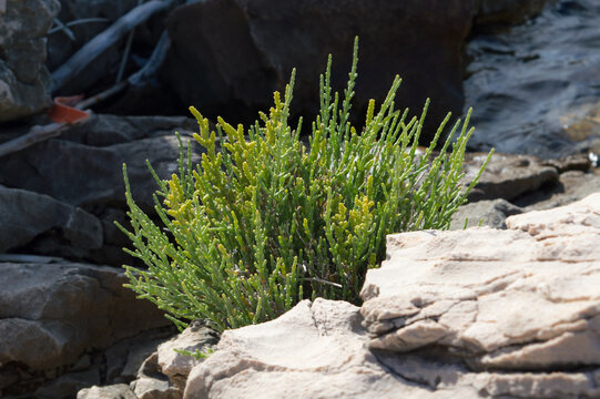 Common glasswort plant, Salicornia europaea, edible coastal plant with green aromatic leaves, growing on the rock by the Adriatic sea, Croatia