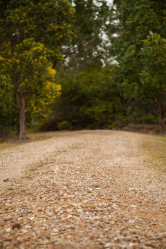Light gravel driveway with green trees in the background