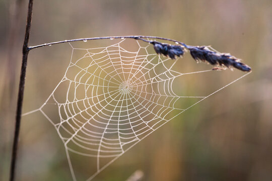 dew on a spiders web and grass seed head