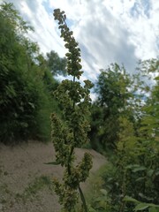 path in the forest