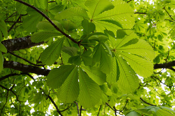 Branch of the horse chestnut tree, Aesculus hippocastanum, with fresh leaves