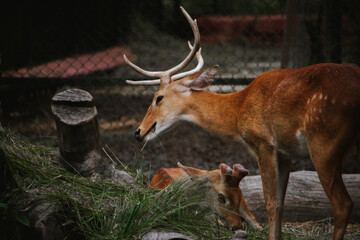 A majestic sambar deer ( *Cervus unicolor*) grazes in a fenced enclosure at Bannerghatta,...
