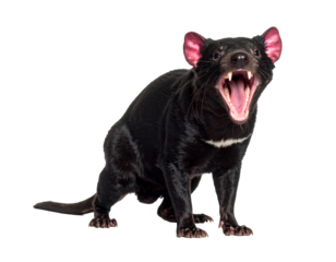 Tasmanian devil mid-snarl with mouth open, isolated PNG
