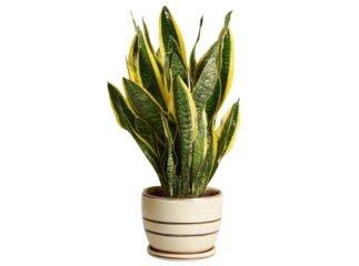 Vibrant golden snake plant in elegant pot home decor, Isolated On Transparent Background, Png Cut Out