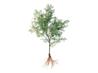 Detailed illustration of a young tree with visible roots, Isolated On Transparent Background, Png Cut Out