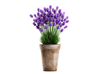 Potted lavender plant isolated on black background, Isolated On Transparent Background, Png Cut Out
