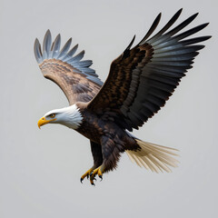Fototapeta premium bald eagle in flight