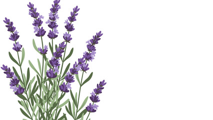 Lavender Blossoms: Elegant Floral Design Element