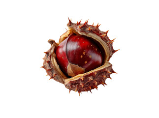 Single shiny chestnut inside spiky bur isolated on black, Isolated On Transparent Background, Png Cut Out