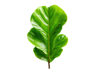 Vibrant green fiddle leaf fig leaf isolated on black background, Isolated On Transparent Background, Png Cut Out