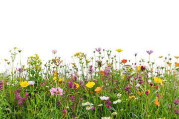 Colorful wildflowers in bloom