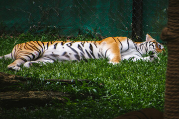A Bengal tiger (Panthera tigris tigris) rests peacefully in lush green grass at Bannerghatta...