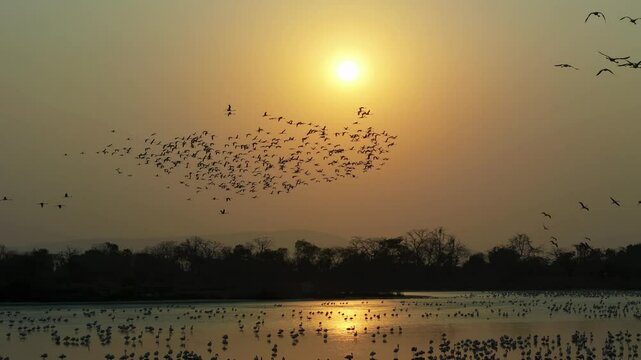 Aerial view of a large flock of flamingo birds gathering at sunset, creating a mesmerizing contrast against the golden sky, Navi Mumbai, Maharashtra, India.