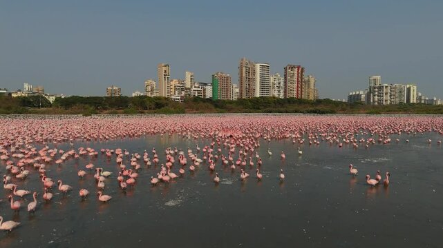 Aerial view of flamingos near buildings, Navi Mumbai, Maharashtra, India.