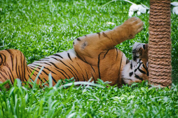 A Bengal tiger (Panthera tigris tigris) rests in lush green grass, partially obscured, at...