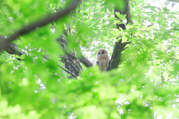 フクロウの幼鳥