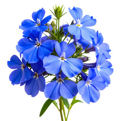 Trailing Blue Lobelia Flowers on Green Stem, Transparent