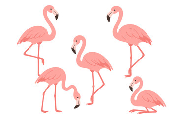 Graceful pink flamingos in various poses standing together in a tropical habitat during daylight hours