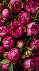 Fototapeta premium Vivid magenta peony flowers in full bloom – close-up floral composition for botanical themes, romantic cards, packaging, and beauty branding