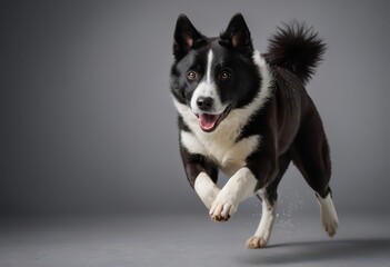 karelian beer dog isolated on grey neutral studio background, adorable doggy, big sheepdog 12