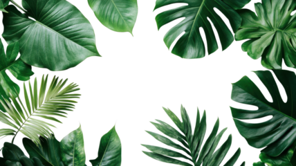 Lush tropical leaves surround a bright, blank space in a vibrant and fresh composition ideal for inviting nature indoors on transparent background