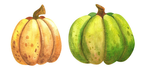 Autumn pumpkin. Watercolor hand painted harvest for Halloween and autumn holidays on white background. Hand drawn for illustration for design, print