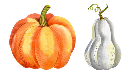 Autumn pumpkin. Watercolor hand painted harvest for Halloween and autumn holidays on white background. Hand drawn for illustration for design, print