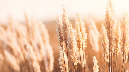 Fototapeta premium Soft pastel pampas grass swaying in golden light, a serene boho moment of delicate beauty and calm.