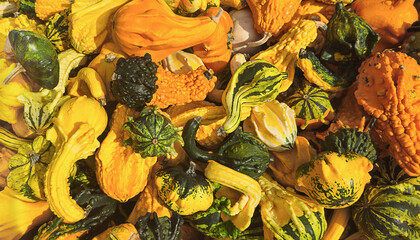 Assorted colorful gourds in various shapes and sizes, showcasing vibrant textures and patterns,...