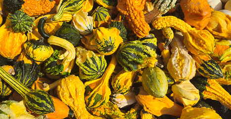 Colorful assortment of various gourds and squashes in vibrant shades of yellow, green, and orange,...
