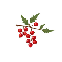 Obraz premium Red currant branch with green leaves on white background 