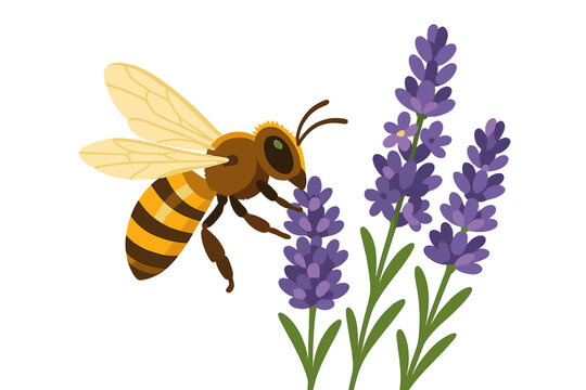 Bee pollinates lavender flowers in a vibrant garden during a sunny day