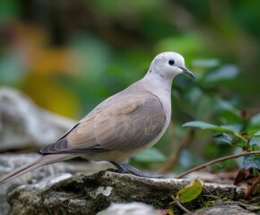 Fototapeta premium Collared Dove, Streptopelia decaocto, in the wild