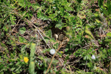 Closeup of bird eggs on grassland