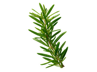 Obraz premium Fresh rosemary sprig isolated on black background culinary herb, Isolated On Transparent Background, Png Cut Out