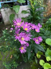 flowers in the garden